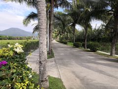 -亚龙湾国际玫瑰谷