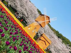 -苏州上方山国家森林公园
