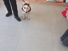 -小伙伴宠物医院•急重症转诊中心·老年专科·犬猫全科(北大街总院)