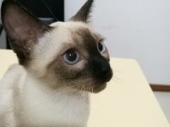 -好利来(高新枫叶广场店)