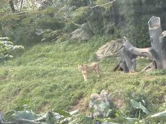 -海南热带野生动植物园