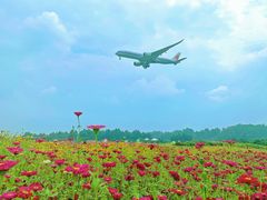 -空港花田景区