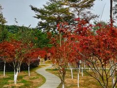 -广州市帽峰山景区