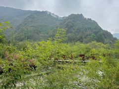 -都江堰中华大熊猫苑