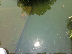 -九龙公园