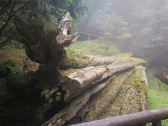 -阿里山神木遗迹