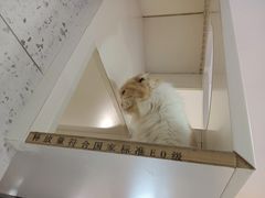 -喵园·猫主题咖啡厅·撸猫·猫咖(国贸店)