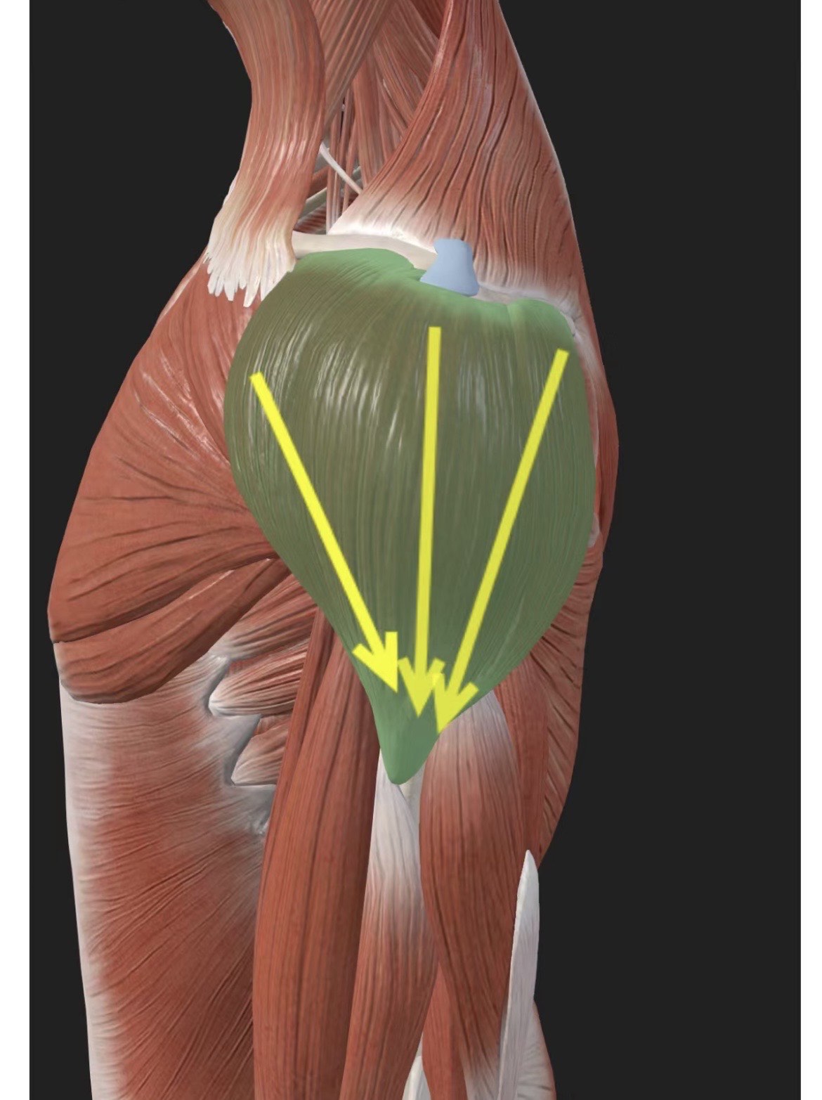 三角肌前束拉伸图片