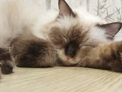 -楼上猫咖(罗湖店)