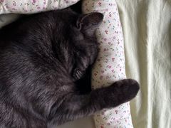 -中农大我爱我爱动物医院·核磁CT·猫病·24小时夜诊中心(石佛营店)