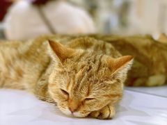 -COLOR PETS 撸猫馆·购猫·猫咖(长风大悦城店)