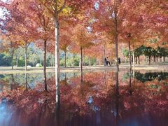 -北京西山国家森林公园