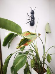 -蚂蚁造型沙龙