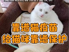 -申普宠物医院·心脏介入·心血管微创(总院)
