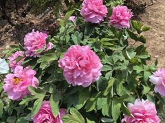 -洛阳市隋唐城遗址植物园