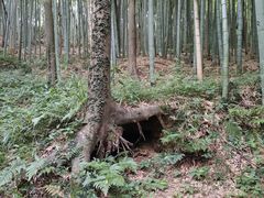 -上海佘山国家森林公园天马山园