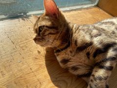 -猫小院猫主题咖啡厅(北锣店)