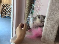 -猫咪派对(江南西店)