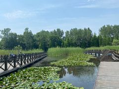 -溱湖国家湿地公园