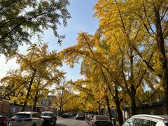 -三里屯东五街银杏大道