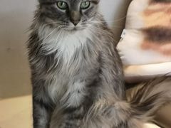 -飞行喵MR PILOT|猫舍·猫咖(静安大融城店)