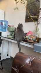 -飛凡TATTOO纹身•原创