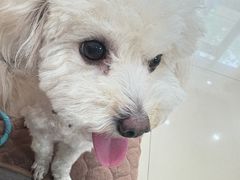 -宠福鑫动物医院(望京分院)