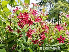 -云溪植物园