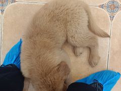 -Let's go狗咖·猫咖·奶狗·桌游(春熙路IFS店)