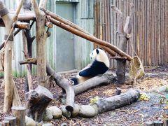 景点-成都大熊猫繁育研究基地