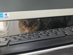 -汪喵宠物医院·骨科心脏影像·犬猫急重症ICU诊疗中心(成华分院)