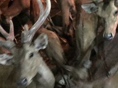 -清迈夜间动物园