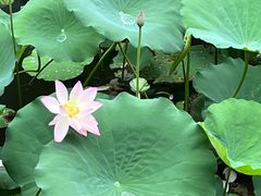 -荔湾湖公园