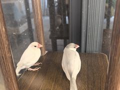 -吉丁鸟咖·异宠·寄养