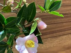 -琥珀咖啡 Ambercoffee