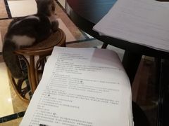 -猫色咖啡·猫咖