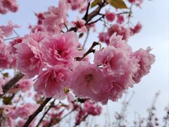 -观澜湖生态运动公社