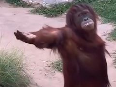 -二娃郡花面(工人村店)