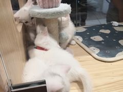 -屋虎猫馆(宝安大仟里店)