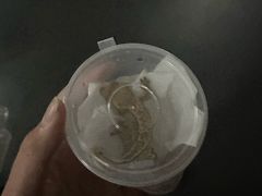 -酷以爬仙阁实体爬宠店·守宫·蜥蜴·专业繁育