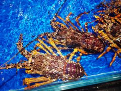 -万宝海鲜舫(劳动公园店)