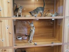 -猫十亿·布偶金渐层·曼基康矮脚猫舍(青年路店)