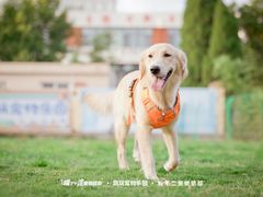 -趣玩宠物乐园寄养训犬训狗游泳池