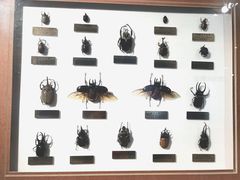 -上海昆虫博物馆