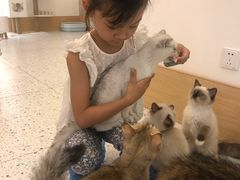 -猫域·湾主题猫咖·宠物吧(南坪城市广场店)