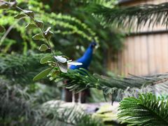 -呀路古热带植物园