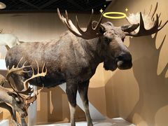 -陕西自然博物馆