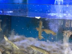 -鼓歌海鲜舫·手抓海鲜(大学城店)