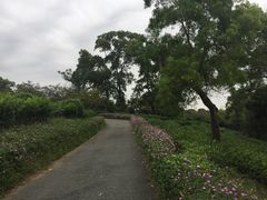 -东部华侨城