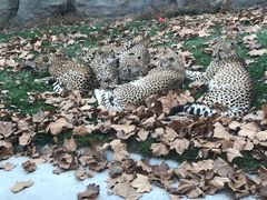 -北京野生动物园